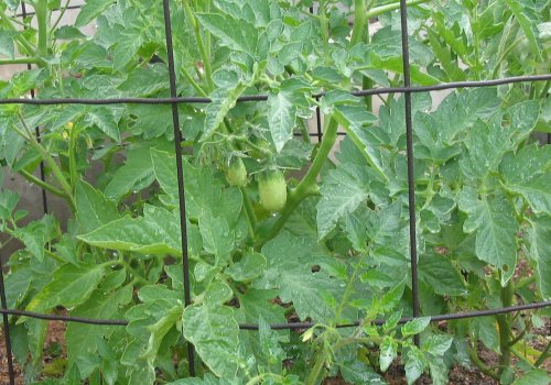 1st Tomato