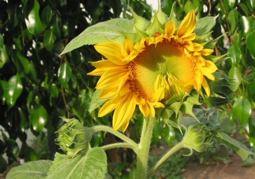 Sunflower ladybug