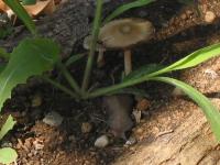 01081307Mushroom.jpg