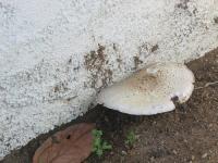 02081307Mushroom.jpg