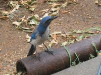 03082607ScrubJay.jpg