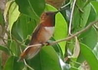 Rufous1.jpg