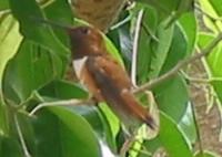 Rufous2.jpg