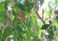 Rufous3.jpg