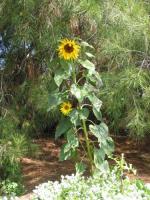 Sunflower 02 2003