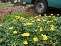 Yellow Daisies 01 2004