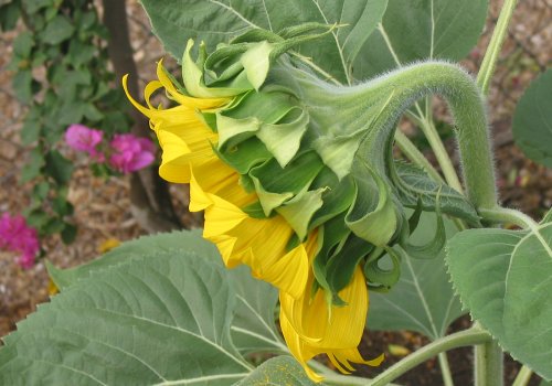 Sunflower back